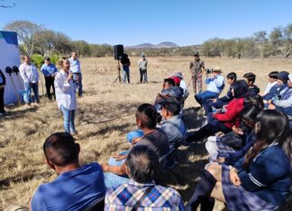 Reforestan el cerro El Picacho en Salvatierra.