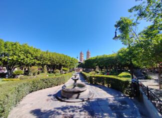 Se realizan trabajos de mantenimiento y control de plagas en árboles del centro de la ciudad de Salvatierra.