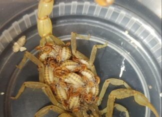 SSG informa un abastecimiento suficiente de Alacramyn para intoxicaciones por picaduras de alacrán Guanajuato.