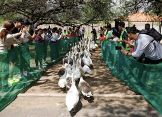 Regresan a la presa de El Palote a gansos y patos que estaban en corrales por la sequía.
