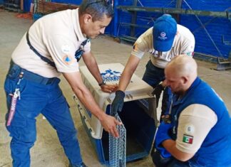 Bomberos rescatan un mono, estaba en un comercio del bulevar Mariano Escobedo, en León.