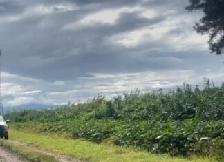 Localizan el cuerpo sin vida de un hombre en la colonia Hacienda en Salvatierra, la mañana de este domingo.