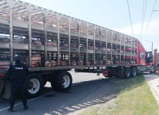 Tras persecución, recuperan Fuerzas de Seguridad Pública del Estado tractocamión sobre carretera Celaya-Juventino Rosas