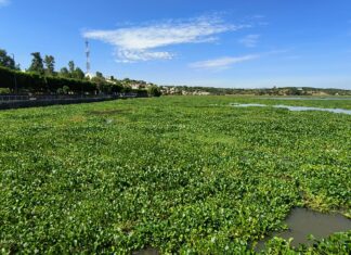 No le dieron continuidad a fumigación del lirio en la laguna, ahora ya se ven las consecuencias