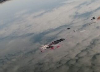 Encuentran el cuerpo sin vida de un hombre al interior se un estanque en la comunidad de Charco de Pantoja, en Valle de Santiago.