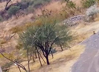 El Grupo de Buscadores de Yuriria localizaron restos oseos al interior de un pozo en deshuso en el Barrio de El Ranchito en Yuriria.