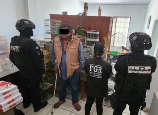 Autoridades rescatan 173 aves silvestres en Celaya; una persona detenida en cateo por tráfico de fauna