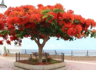 «Rompe tu Banqueta y Planta un Árbol», Semanario Sin Censura te regala 200 tabachines.