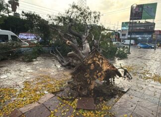 Se registran las primeras precipitaciones de la temporada de lluvias en León.