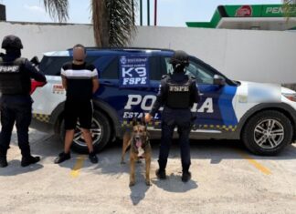 Ejemplar canino de la División K9 de las Fuerzas de Seguridad Pública del Estado, detectó 100 dosis de marihuana.
