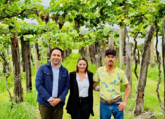 Todo listo para la octava edición de la vendimia en el viñedo “Las Maravillas”