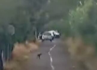 Localizan los cuerpos sin vida de un hombre y una mujer en el camino de acceso a la Granja Rojas, justamente en los límites entre Valle de Santigo y Jaral del Progreso.