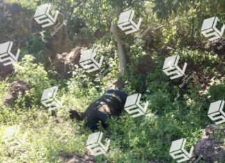 Encuentran los cuerpos desmembrados de dos personas en Huanimaro.