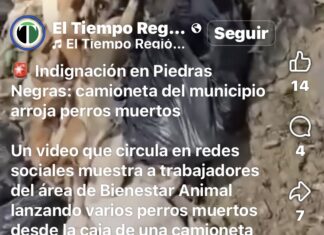 Difunden video donde presuntamemte empleados del Medio Ambiente, estan matando perritos callejeros y los tiran en el basurero municipal.
