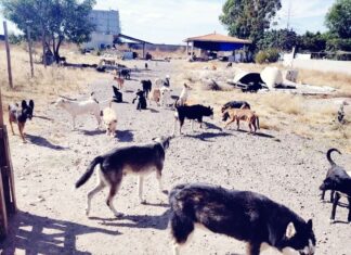 Siete Perros mestizos de un albergue en León, fueron envenenados.