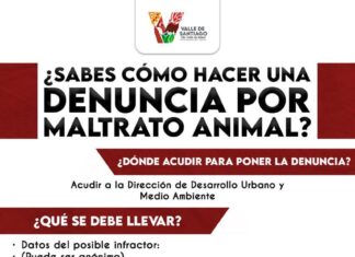 ¿Sabes cómo denunciar el maltrato animal?