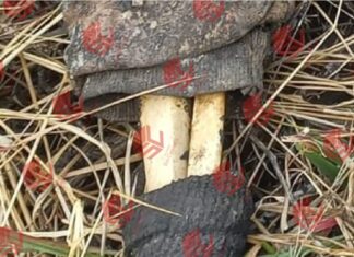 Esta mañana fueron localizados restos de una osamenta humana en Santiaguillo, en Yuriria.