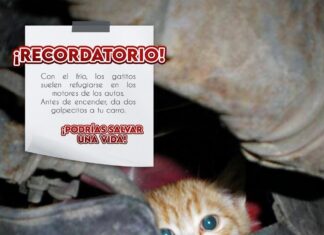 El Municipio de Valle de Santiago reafirma su compromiso con el bienestar animal y te invita a ser parte de una comunidad responsable y solidaria.